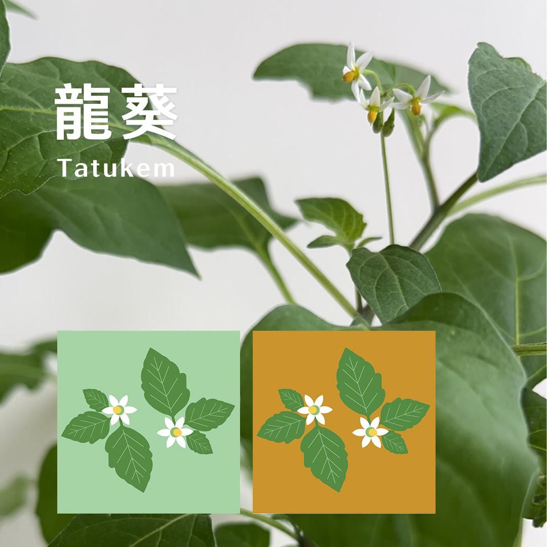 TALUMA-tatukem龍葵照片與印花設計對照圖