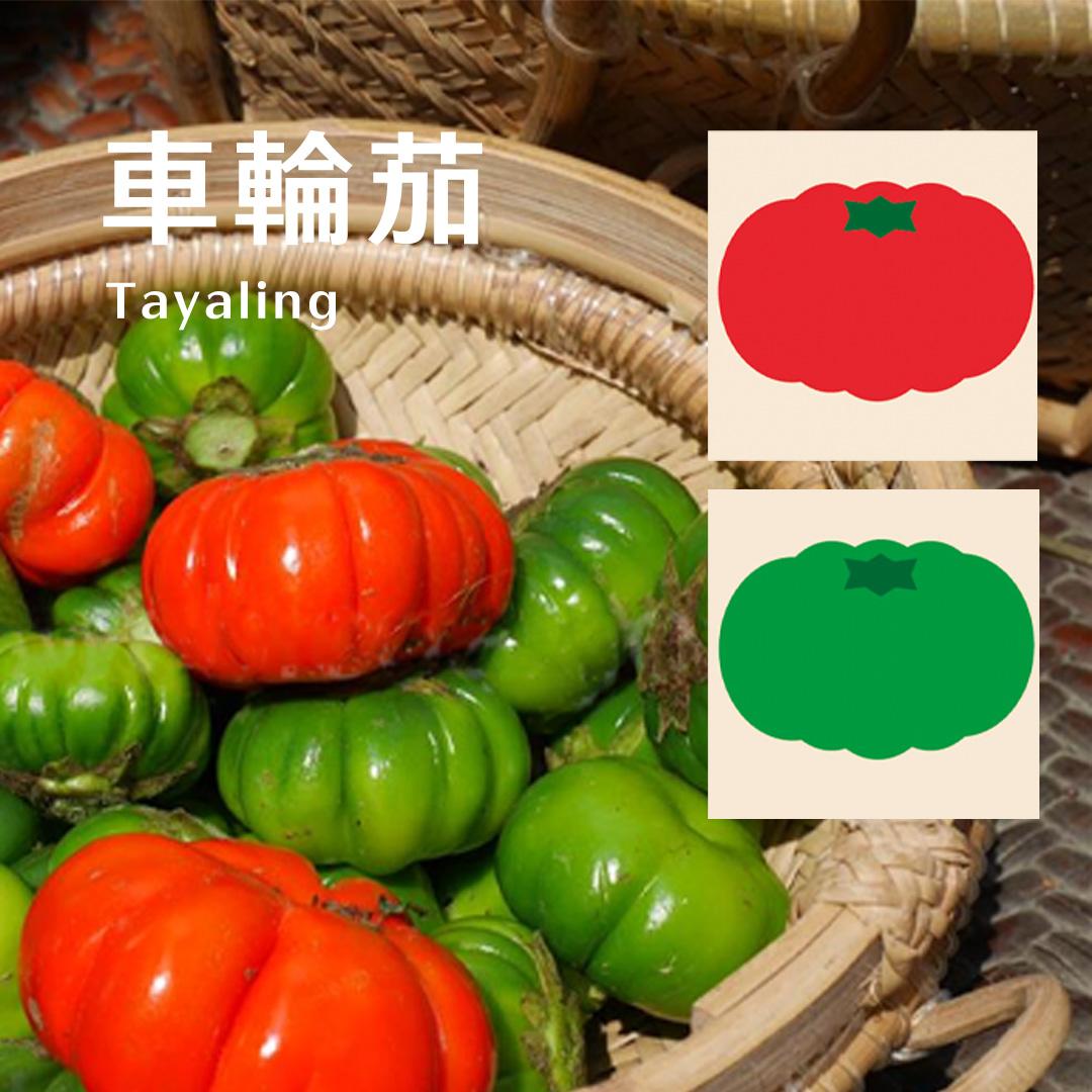 TALUMA-tayaling車輪茄照片與印花設計對照圖