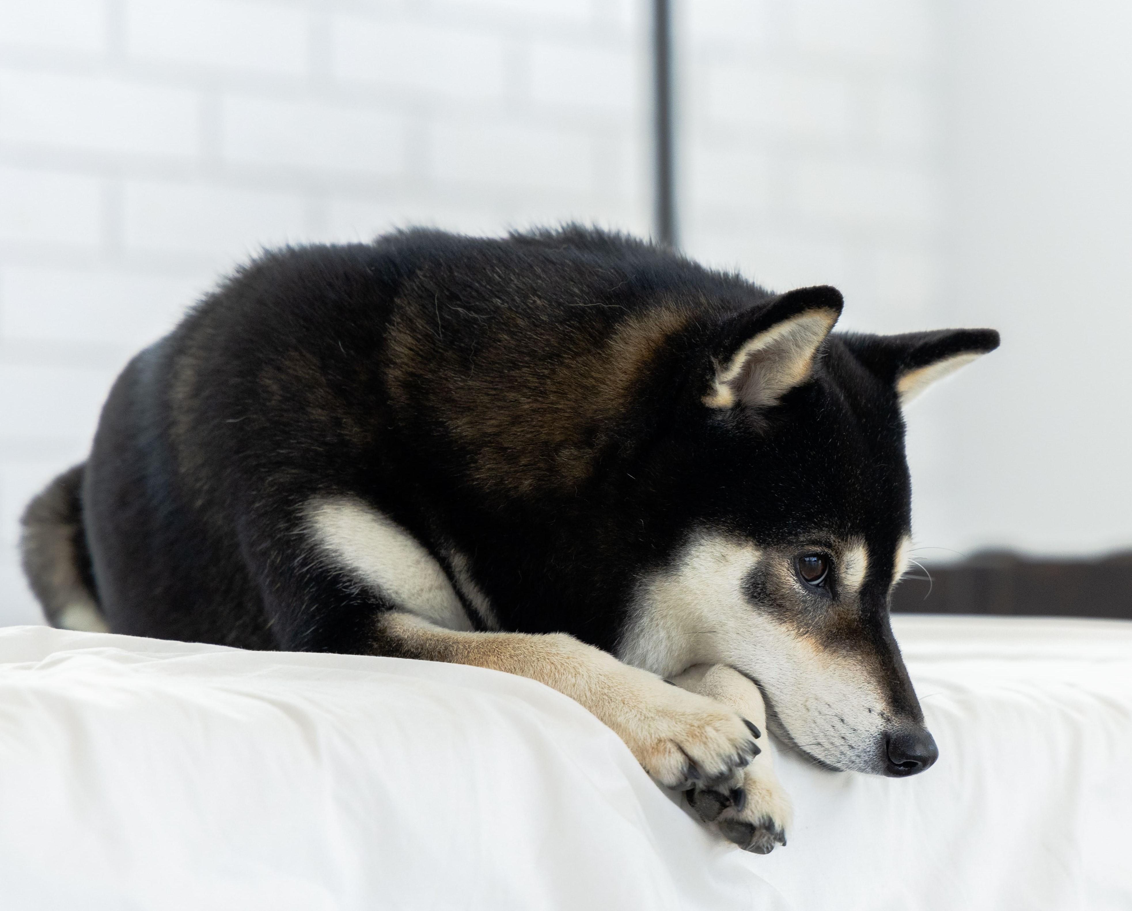 黑色柴犬在家焦慮的樣子