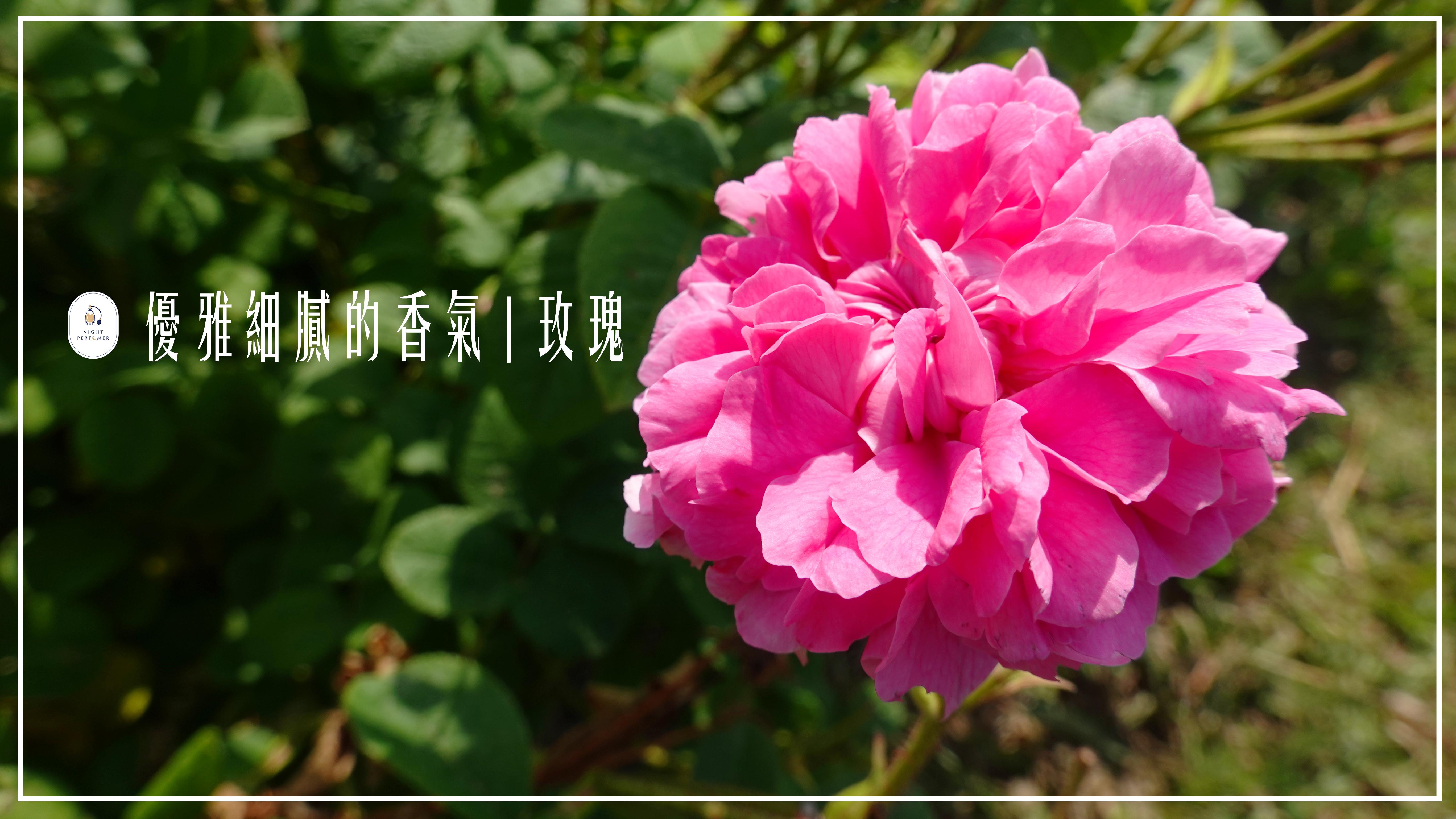 優雅細膩的香氣 | 玫瑰