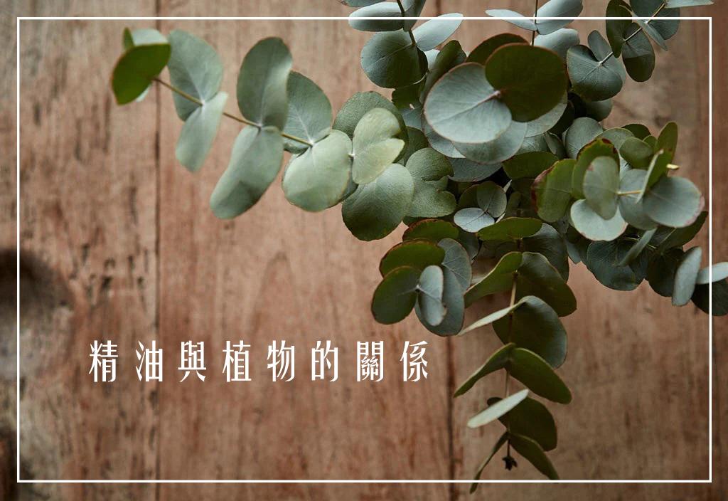 植物為什麼產生精油?