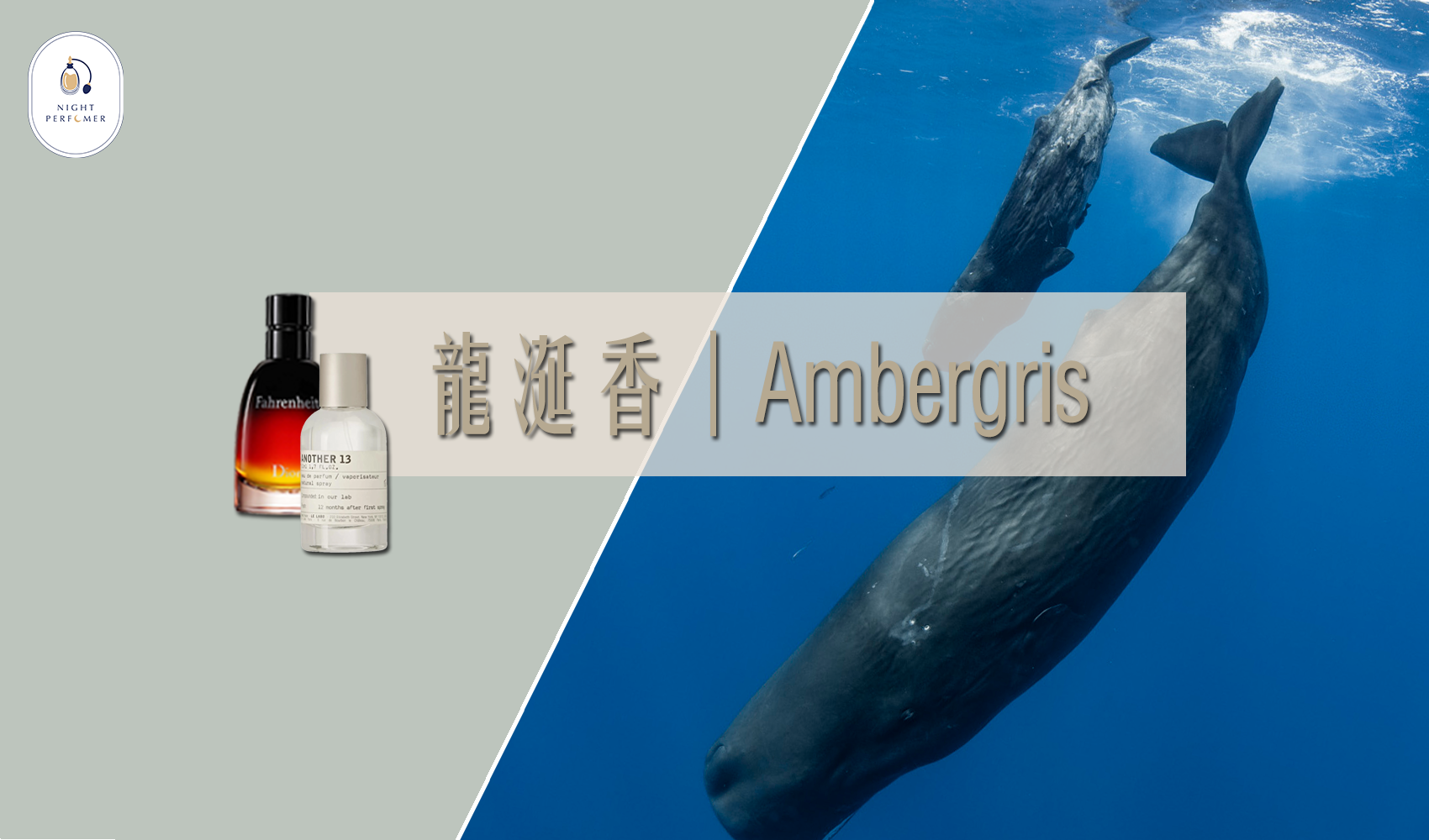 漂浮於海面的灰色黃金｜龍涎香