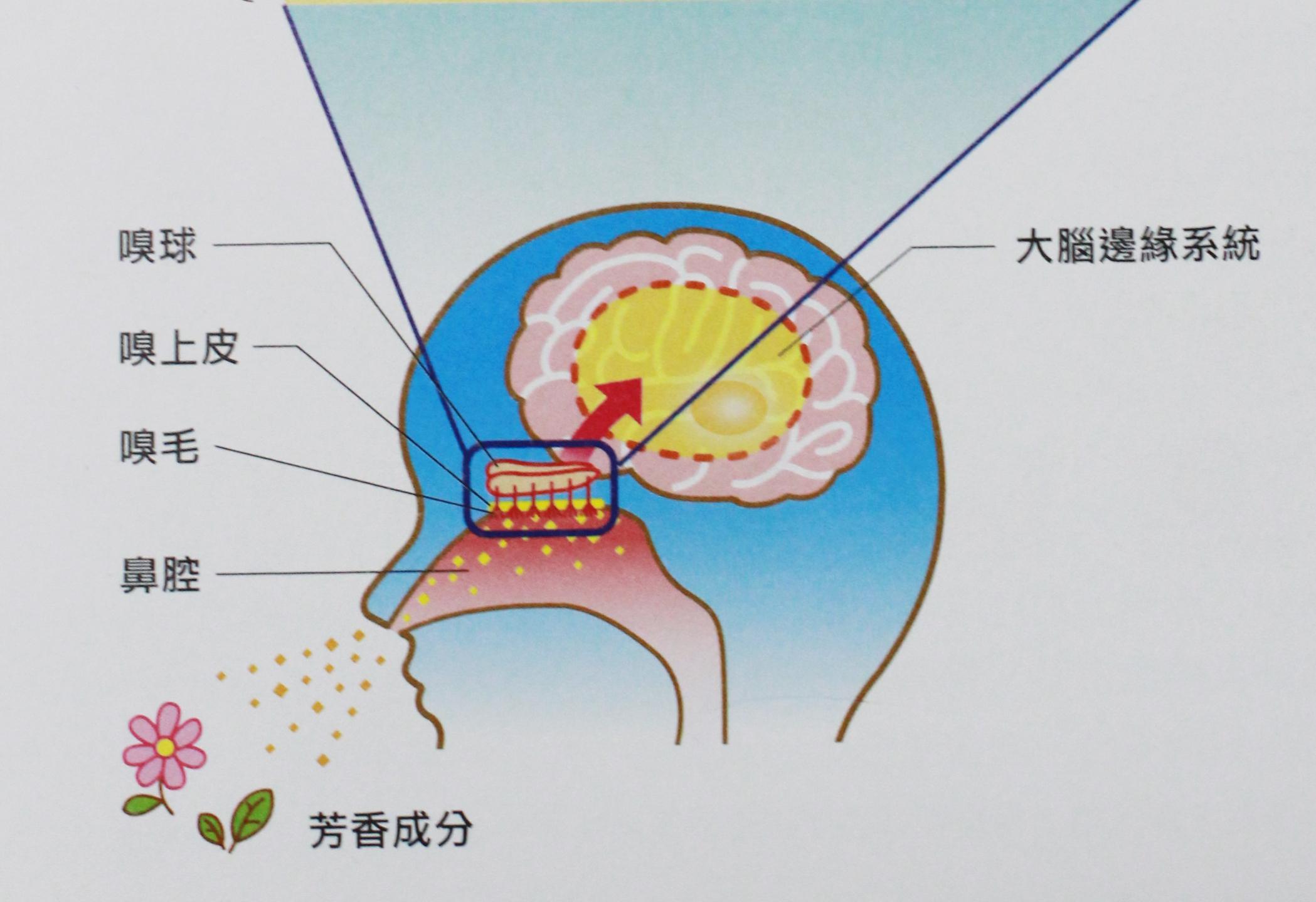揭開氣味與情緒的真相 !? 嗅覺與精油的秘密大解析 ! | 讓香氛說故事-綠葳花園|香水調香|芳療精油|香氛設計|品牌調香|氣味行銷