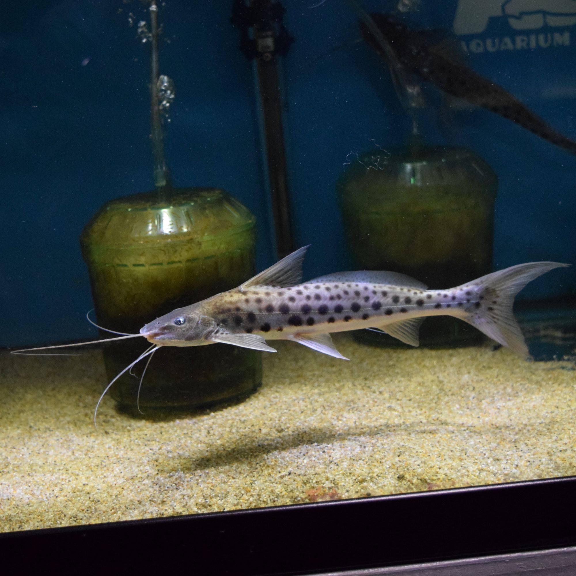 龍魚 虎魚 古代大型魚 特殊珍稀魚蘇氏水族