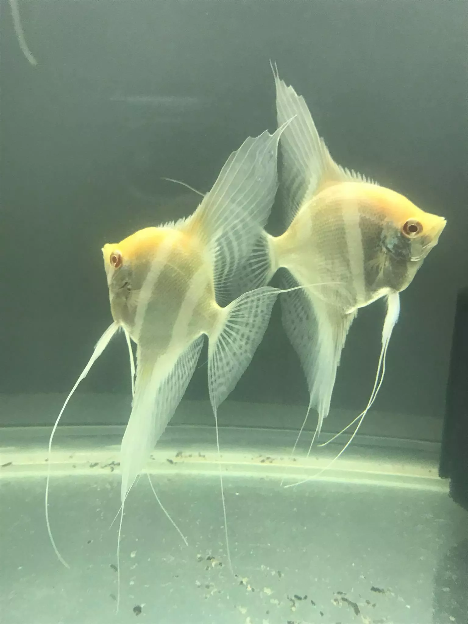 龍魚 虎魚 古代大型魚 特殊珍稀魚 蘇氏水族for Shopstore