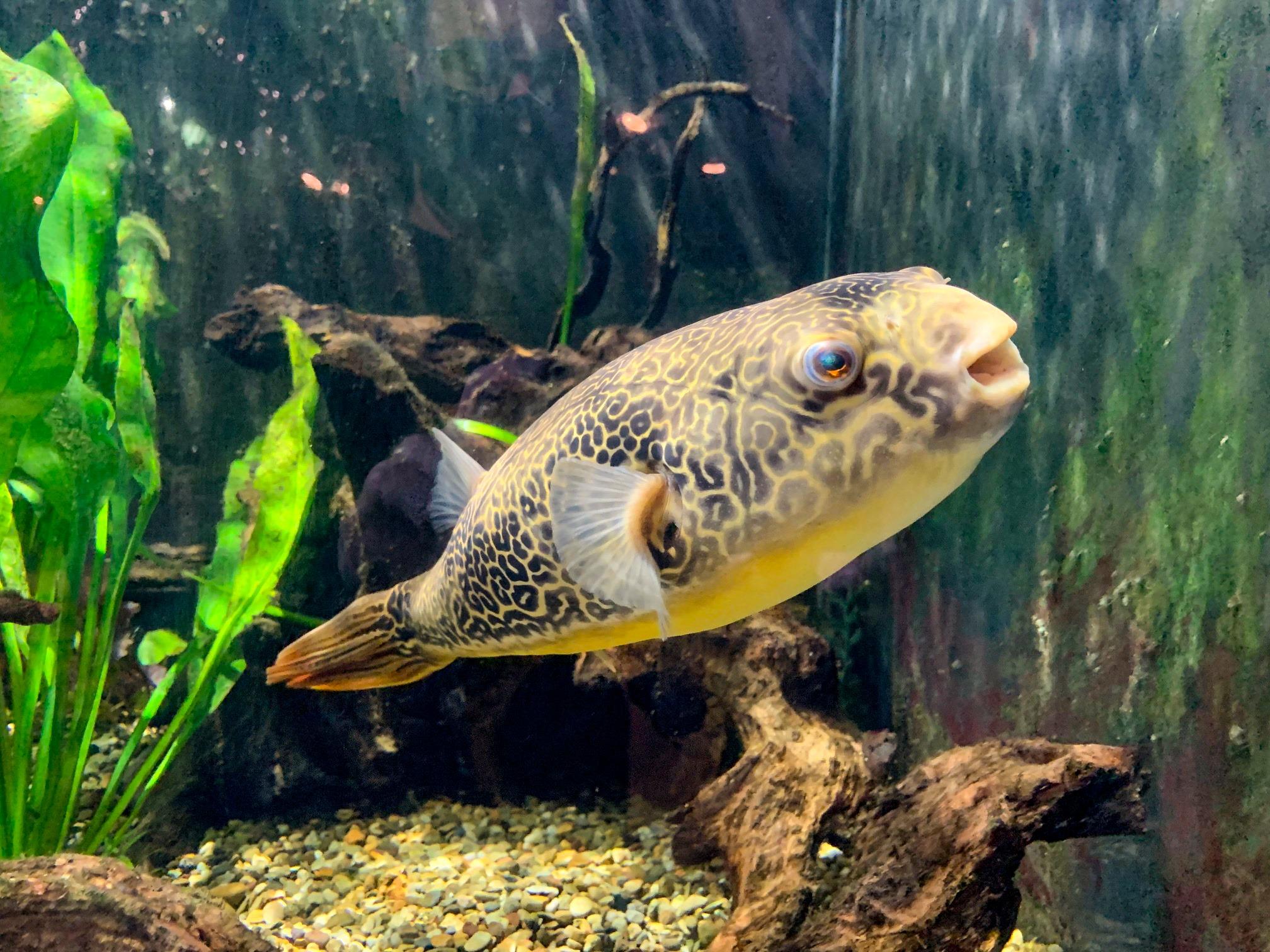 龍魚 虎魚 古代大型魚 特殊珍稀魚蘇氏水族