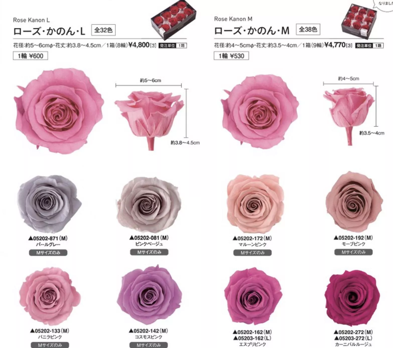 Rose Kanon 玫瑰l號1盒 8入 Plus In Flower