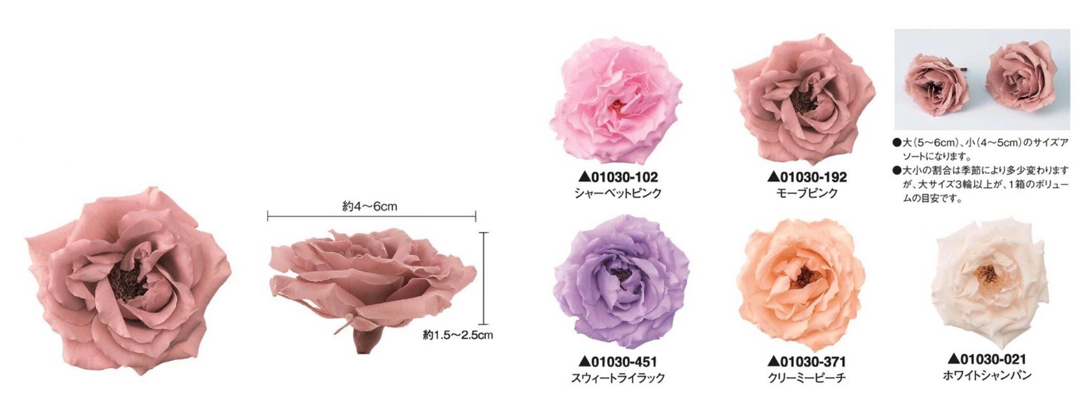 Be Better Plus In Flower