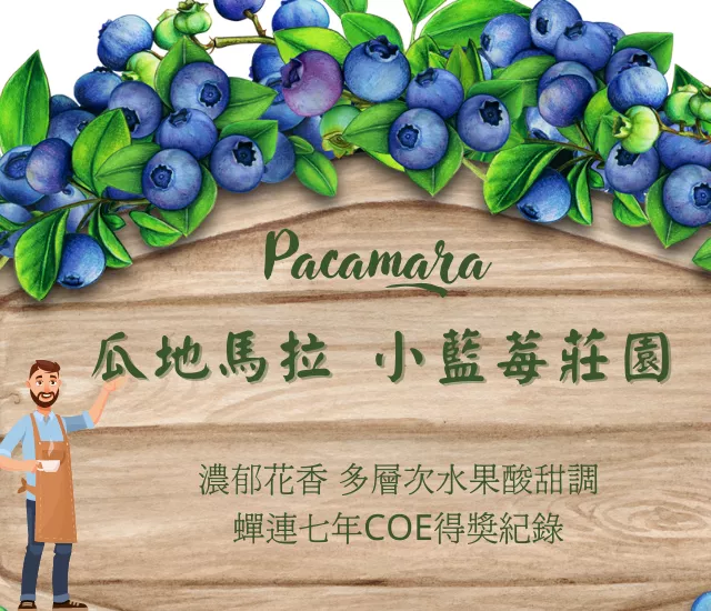 瓜地馬拉 小藍莓莊園 PACAMARA 水洗 蟬聯七年COE得獎紀錄